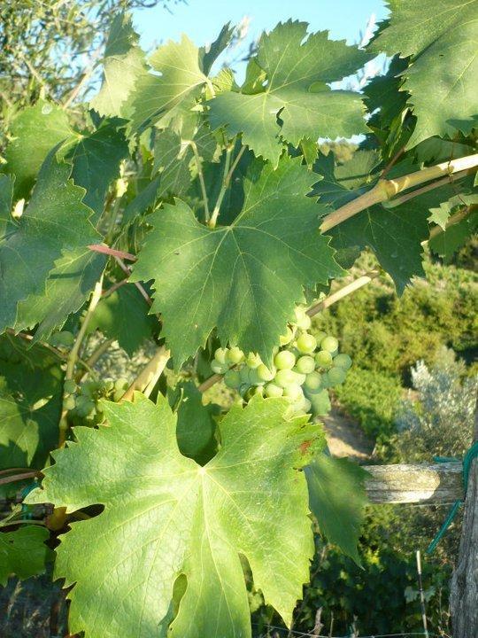 Agriturismo Poggio All'Olmo Villa Greve in Chianti Dış mekan fotoğraf