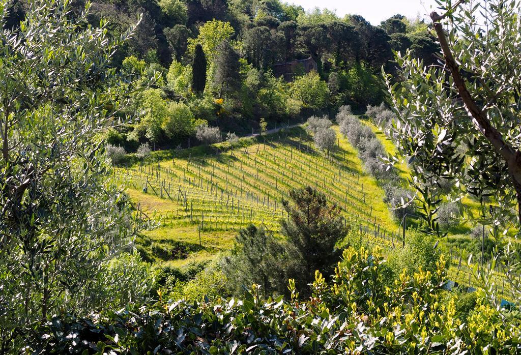 Agriturismo Poggio All'Olmo Villa Greve in Chianti Dış mekan fotoğraf